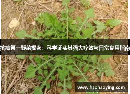 抗癌第一野菜揭密：科学证实其强大疗效与日常食用指南